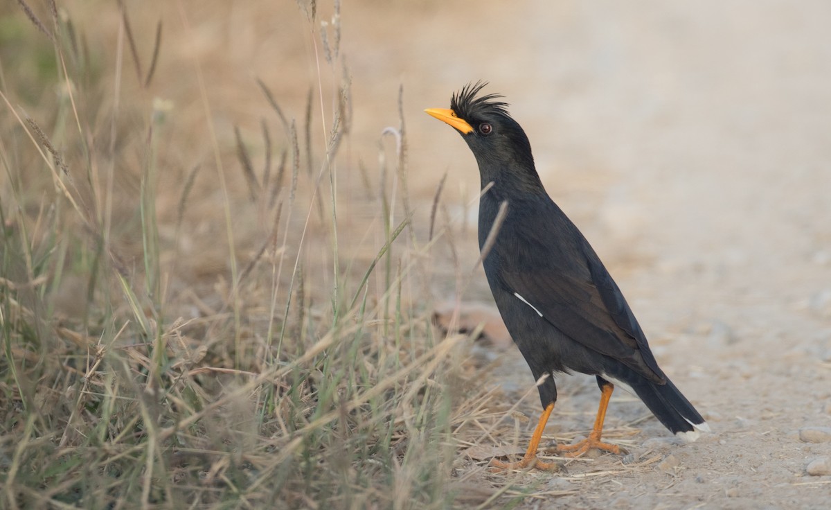 Great Myna - ML85908471