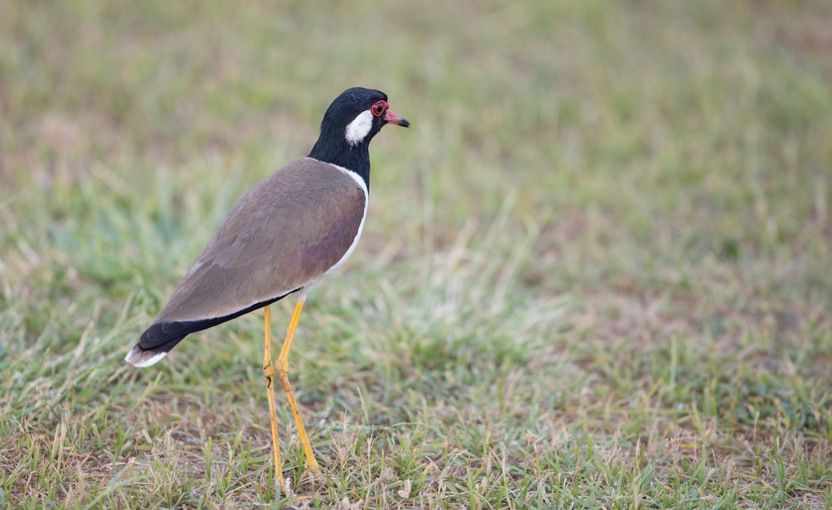 Red-wattled Lapwing - ML85908561