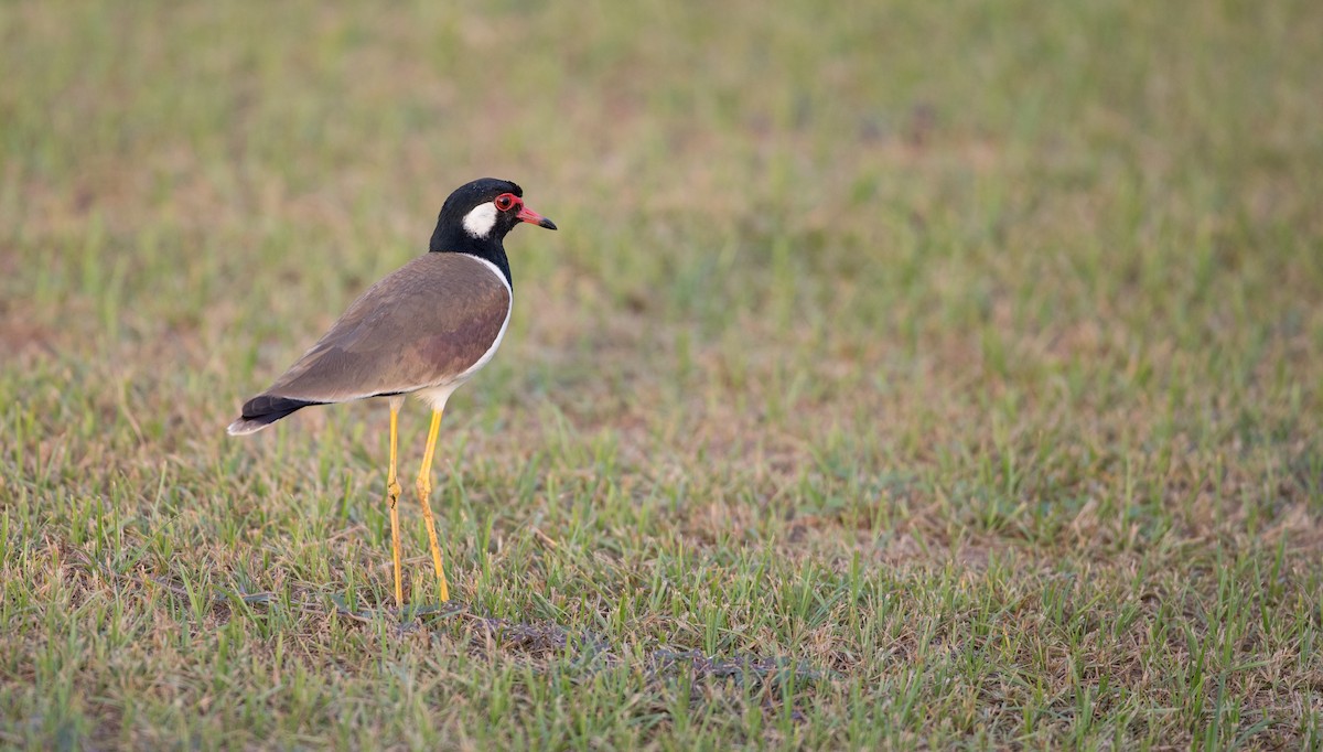 Red-wattled Lapwing - ML85908581