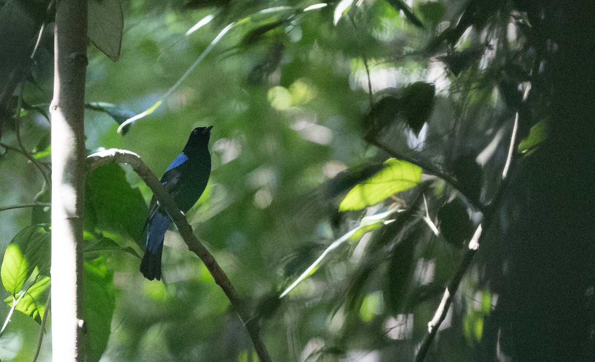 Asian Fairy-bluebird - Ian Davies