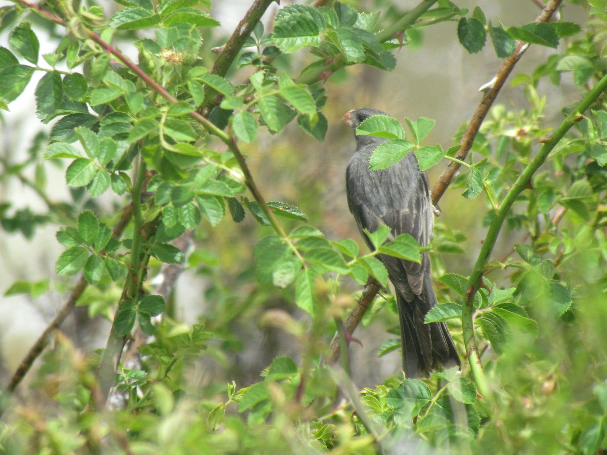 Plain-colored Seedeater - ML85910051