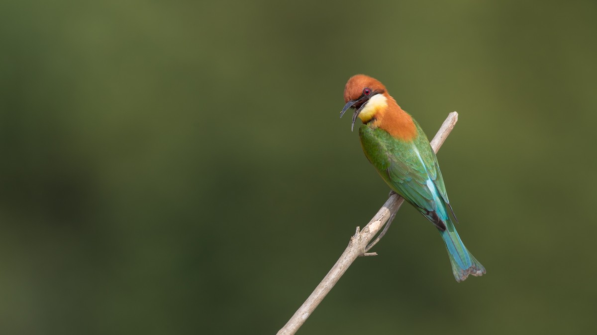 Chestnut-headed Bee-eater - ML85910571