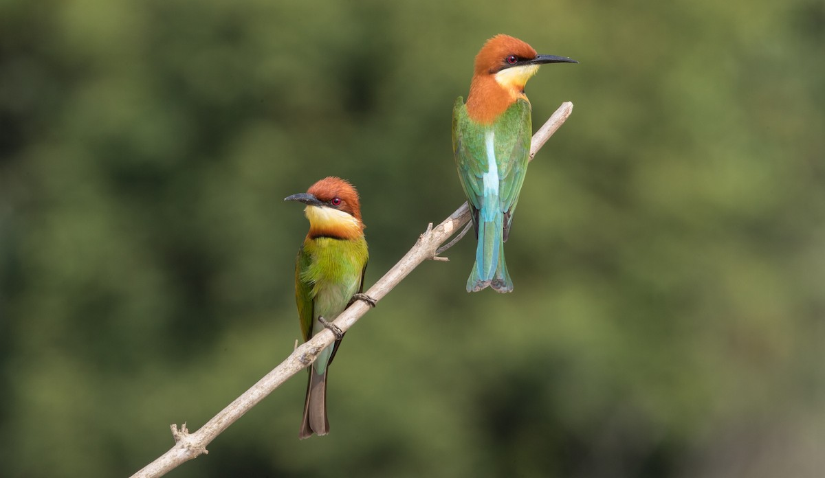 Chestnut-headed Bee-eater - ML85910701