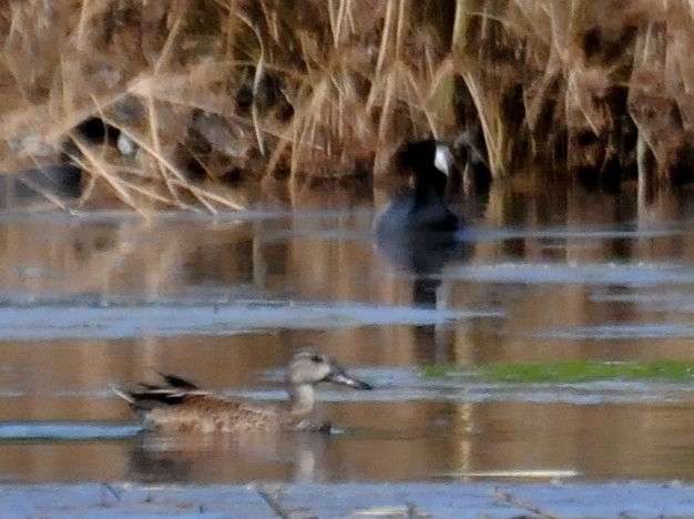 Blue-winged Teal x Northern Shoveler (hybrid) - ML85912011