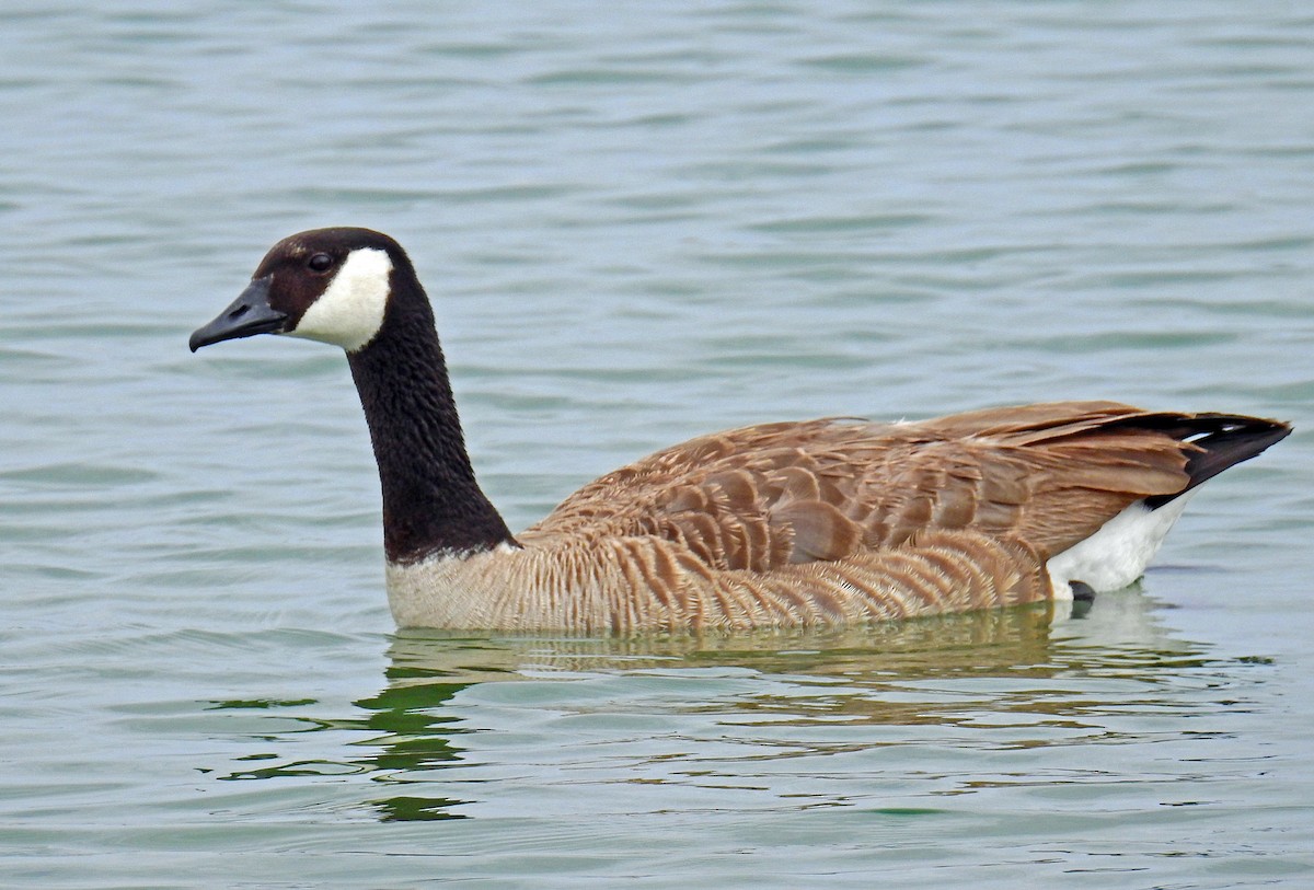 Canada Goose - Jim Scott