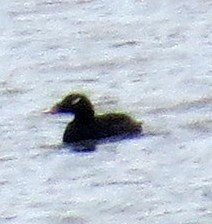 White-winged Scoter - Allen Gathman