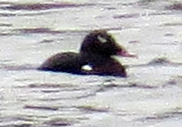 White-winged Scoter - Allen Gathman