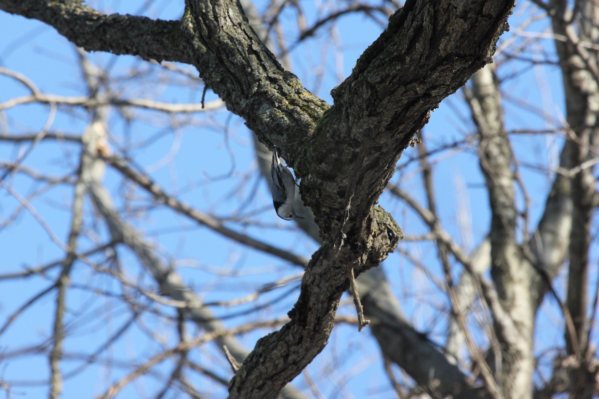 White-breasted Nuthatch - ML85914471