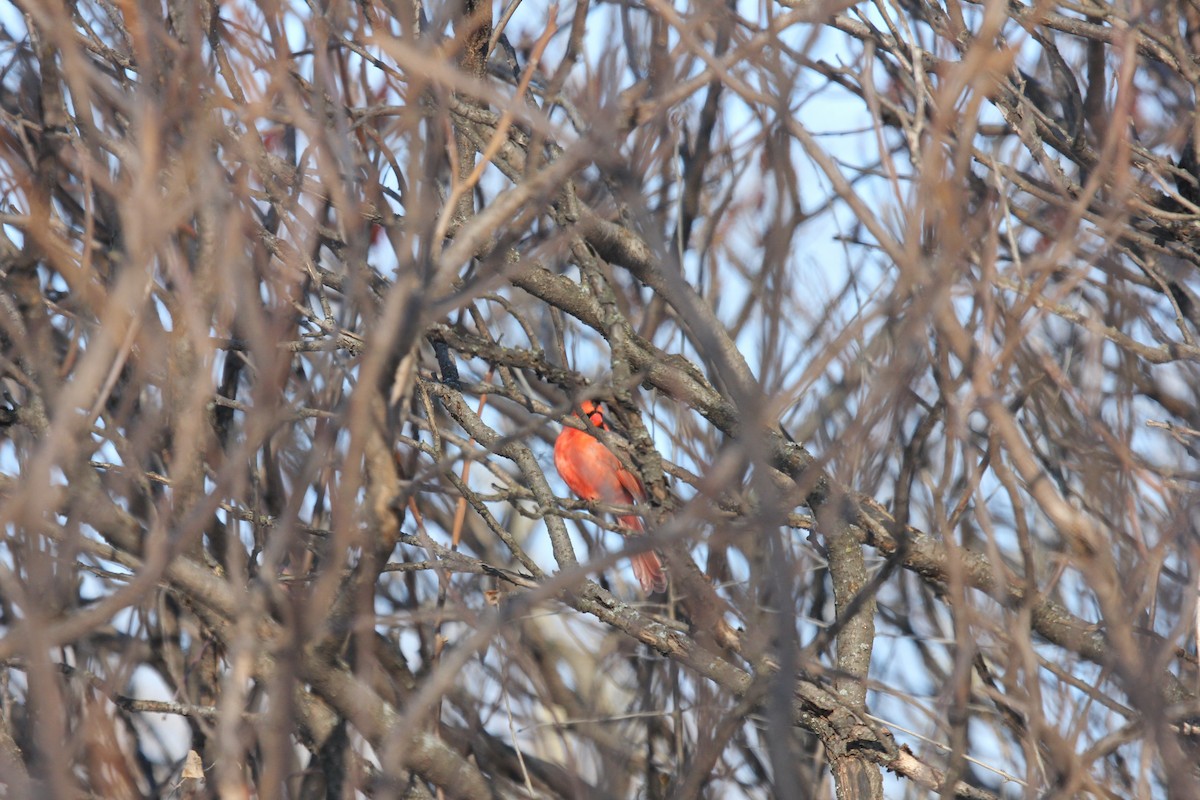 Northern Cardinal - ML85914671