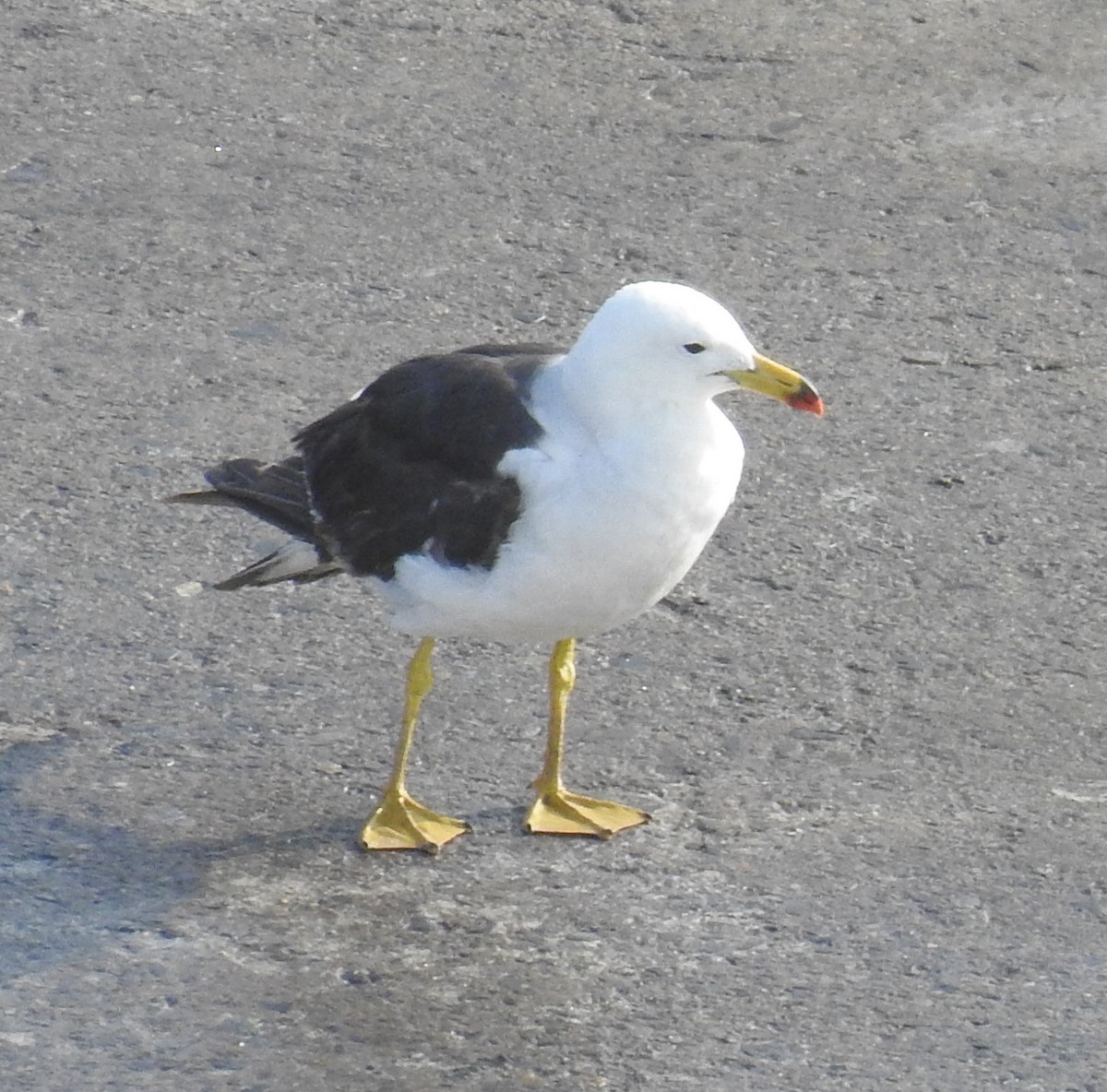 Belcher's Gull - ML85915681