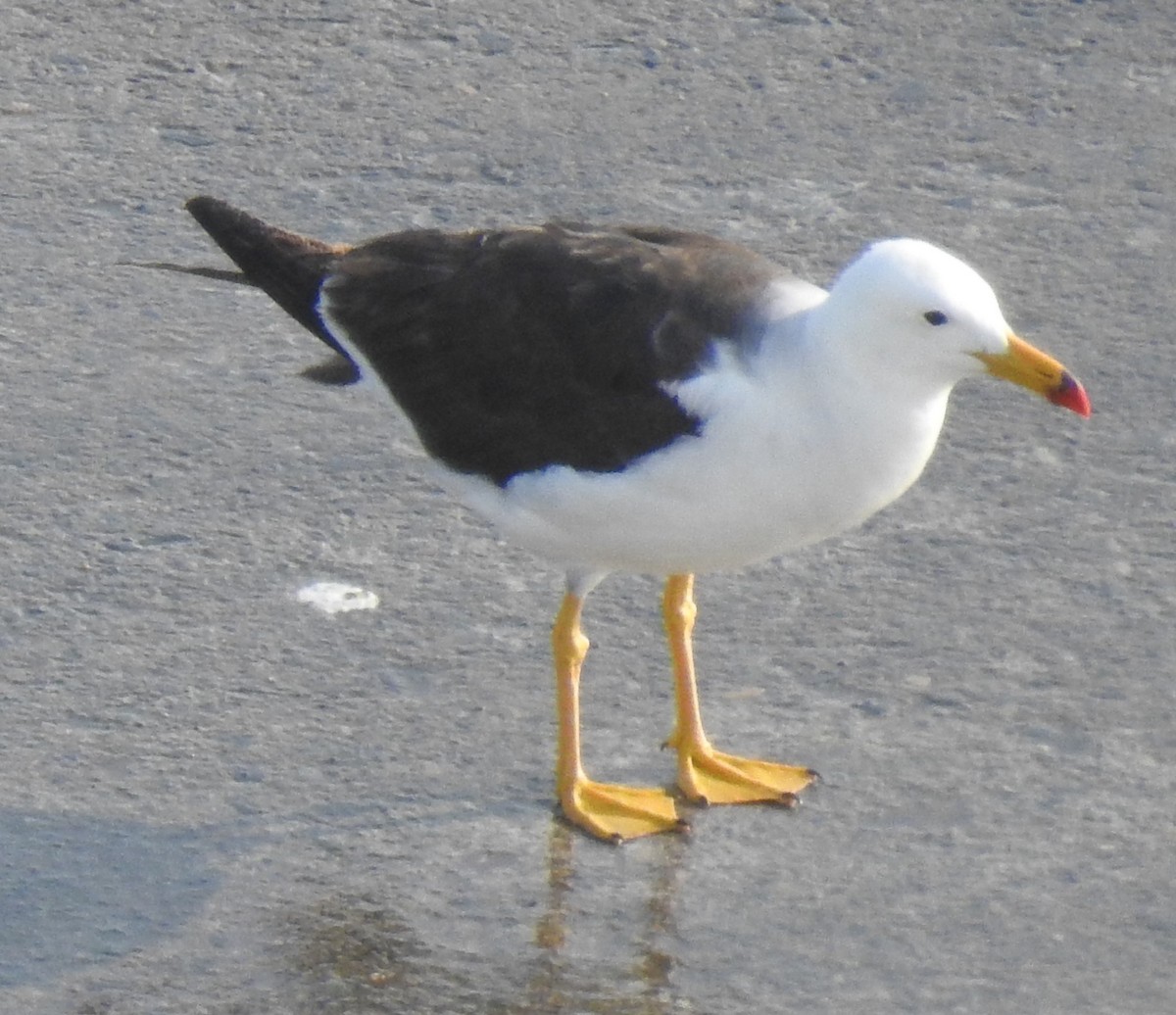 Belcher's Gull - ML85915691