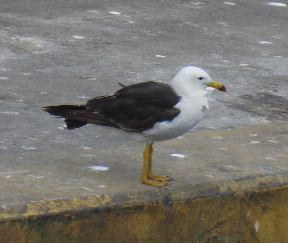 Belcher's Gull - ML85915721