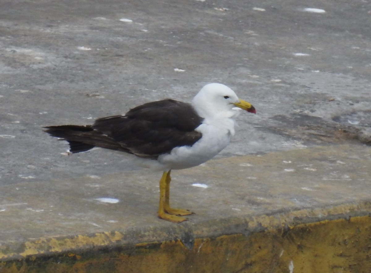 Belcher's Gull - ML85915731