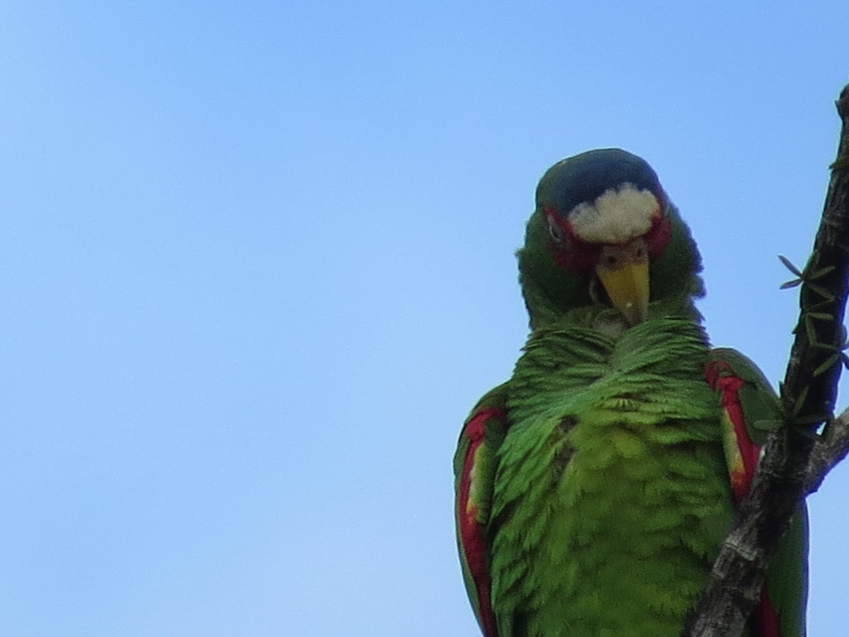 White-fronted Parrot - ML85918011