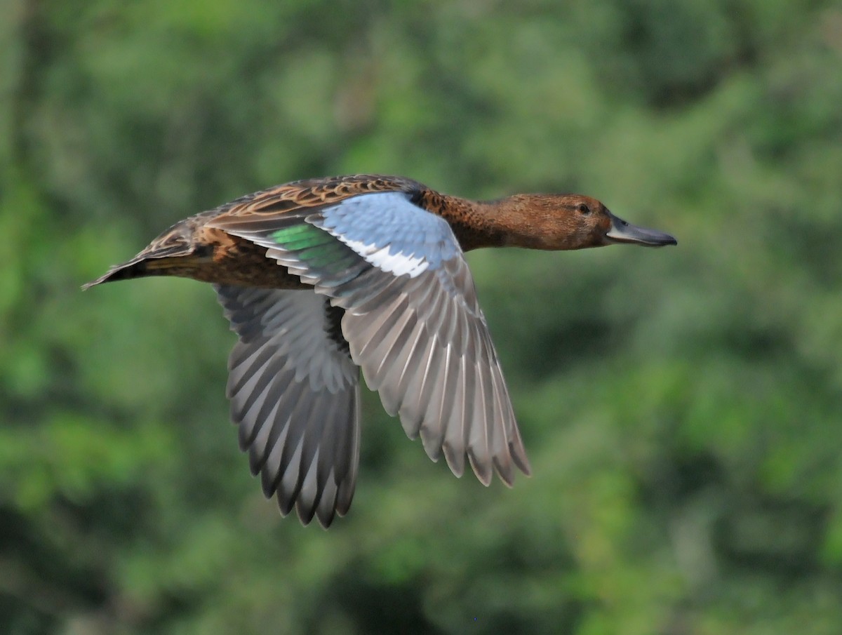 Cinnamon Teal - ML85918281