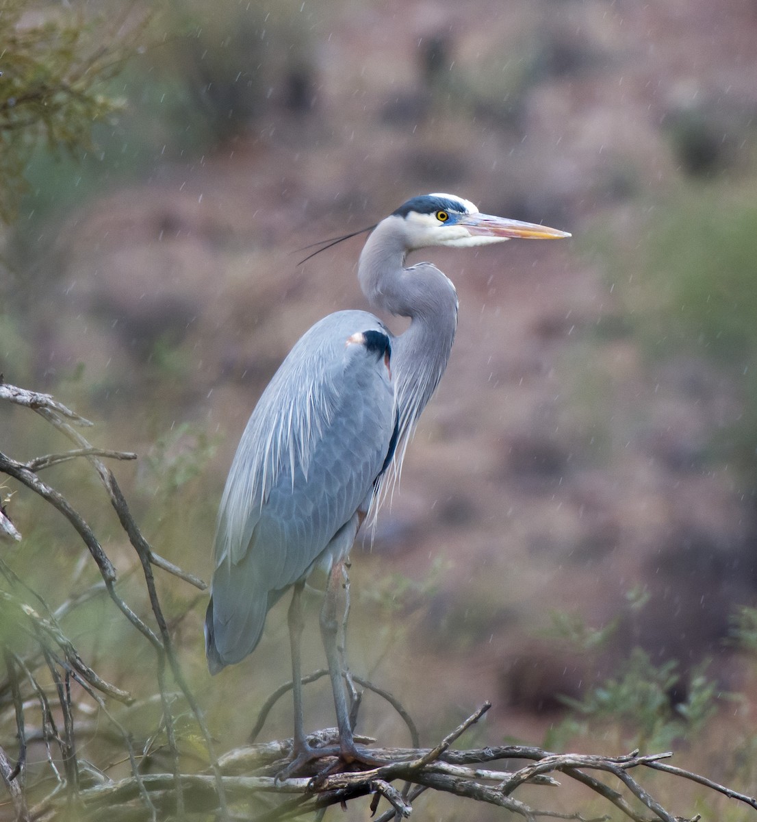 Great Blue Heron (Great Blue) - Gordon Karre