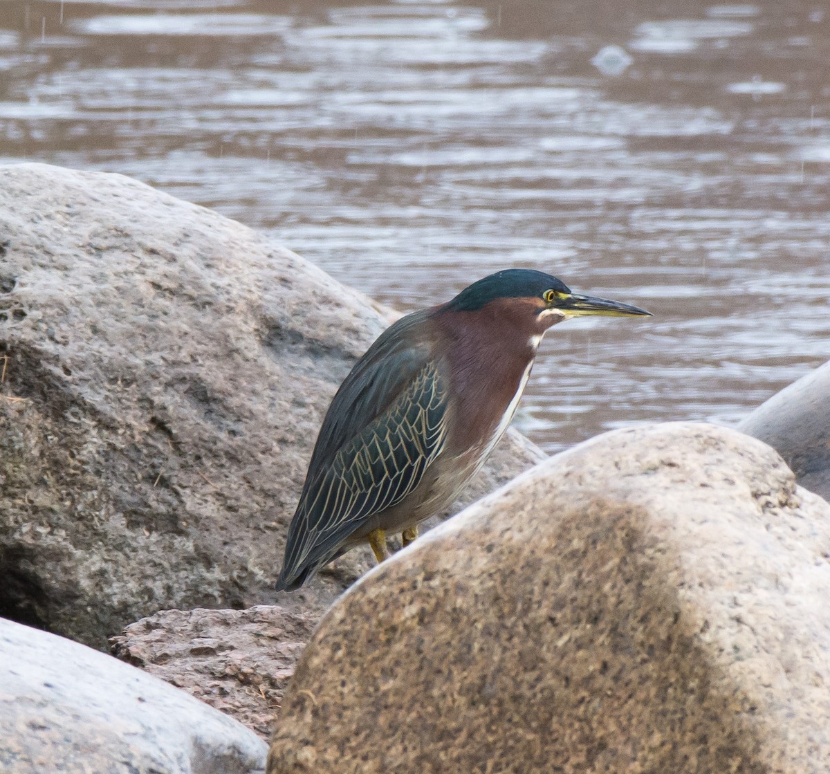 Green Heron - Gordon Karre