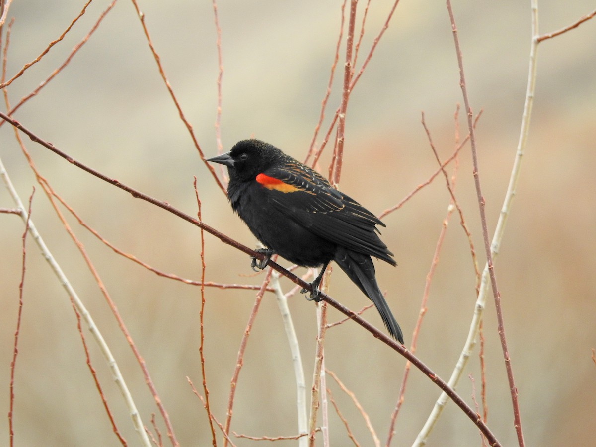 Red-winged Blackbird - ML85921301