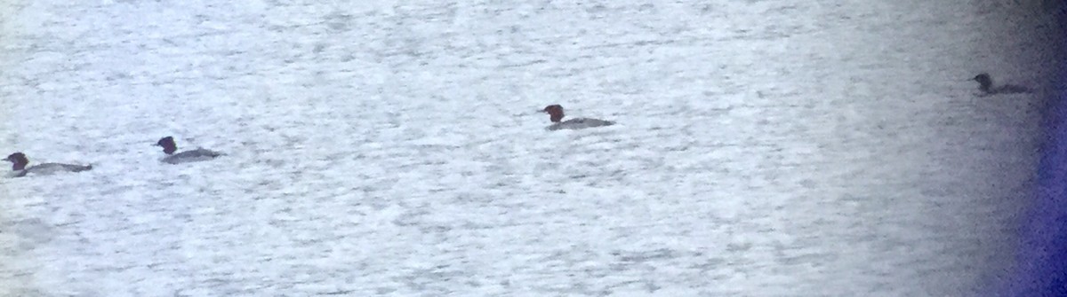 Common Merganser - ML85925131