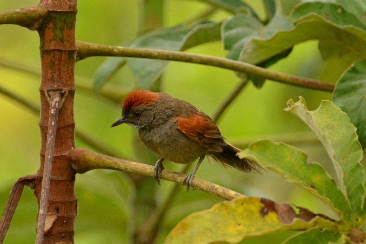 Cinereous-breasted Spinetail - ML85926001