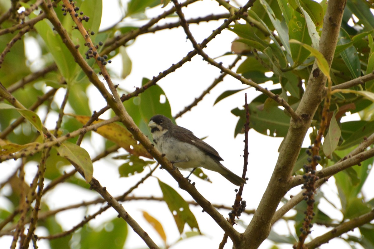 Double-collared Seedeater - ML85926481