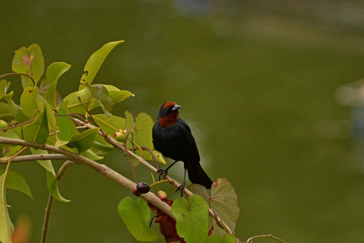 Chestnut-capped Blackbird - ML85926601