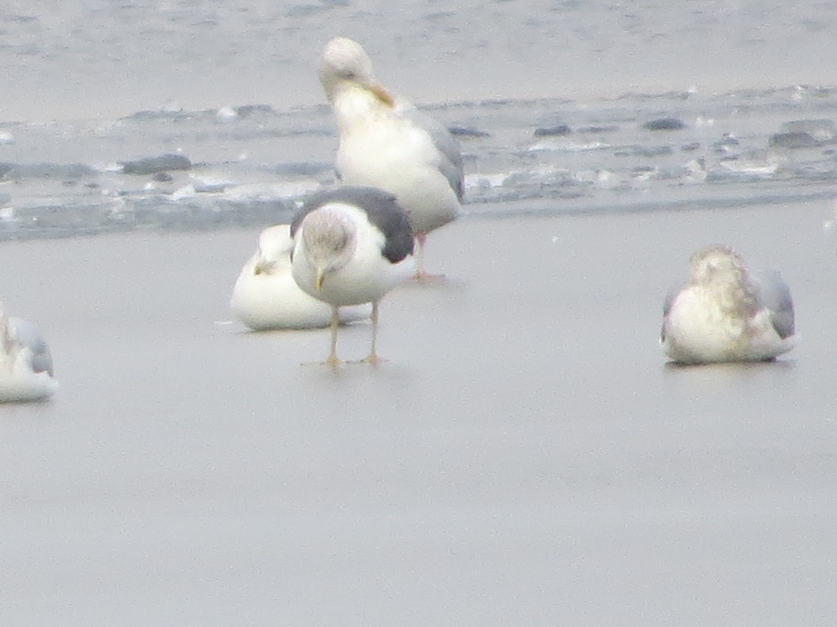 Lesser Black-backed Gull - ML85927081