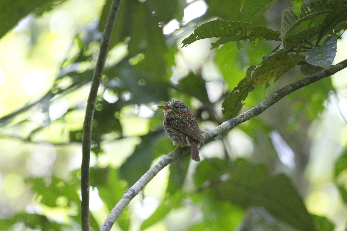 Semicollared Puffbird - Gordon Dimmig