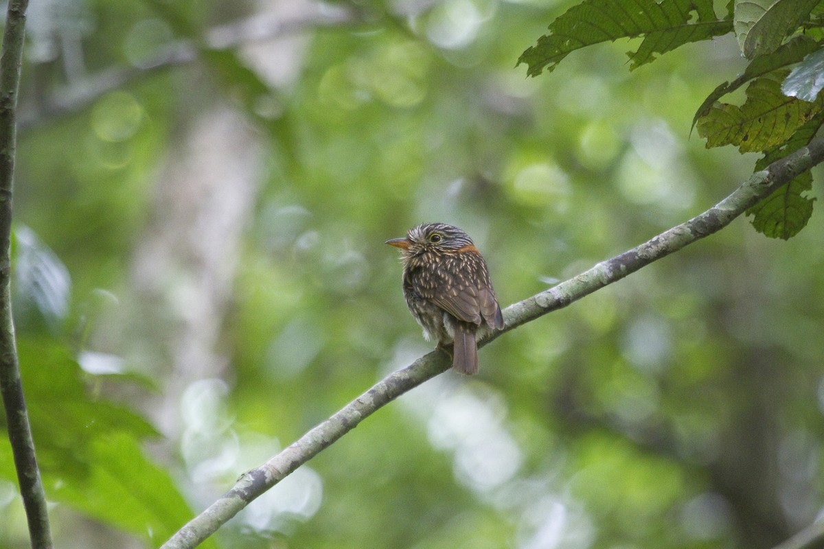 Semicollared Puffbird - ML85928461