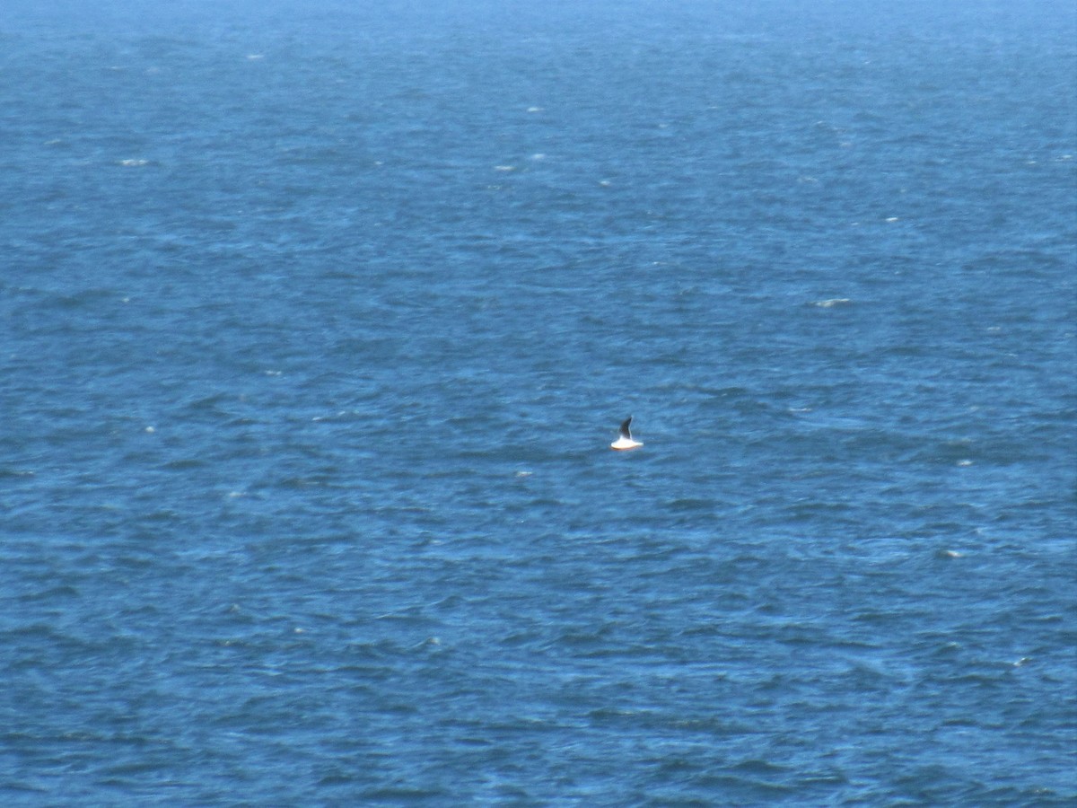 Mouette pygmée - ML85928991