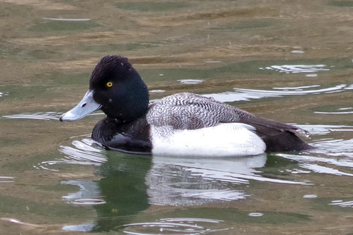 Lesser Scaup - Rob Bonner