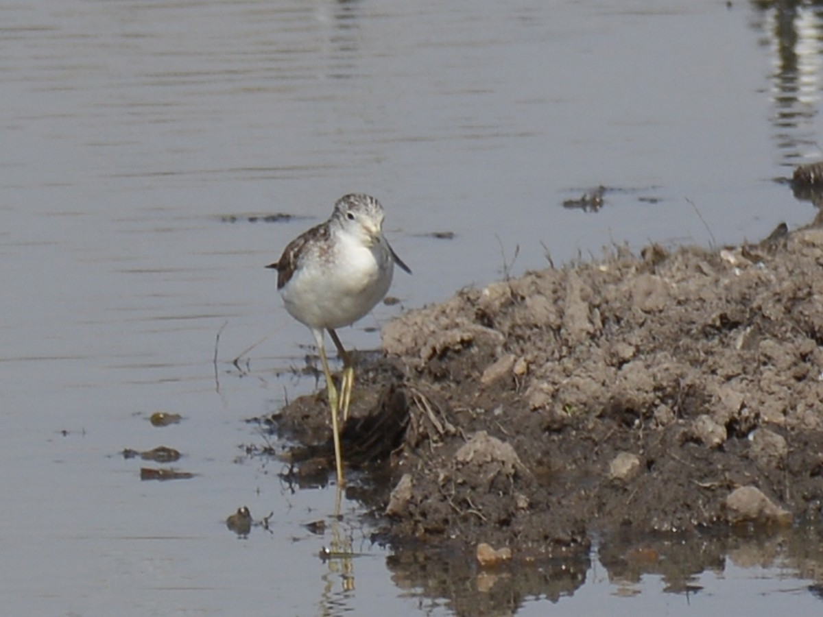 Common Greenshank - ML85929561