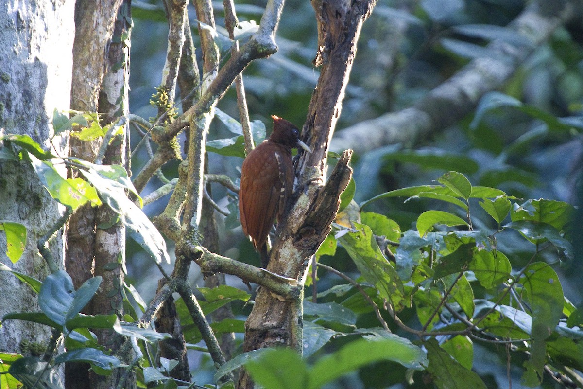 Chestnut Woodpecker - Gordon Dimmig