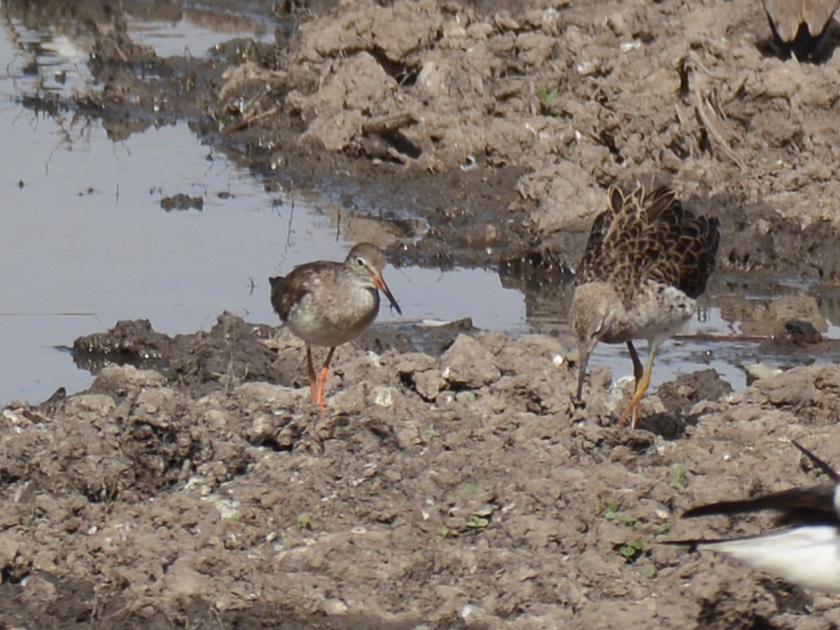 Common Redshank - ML85929611