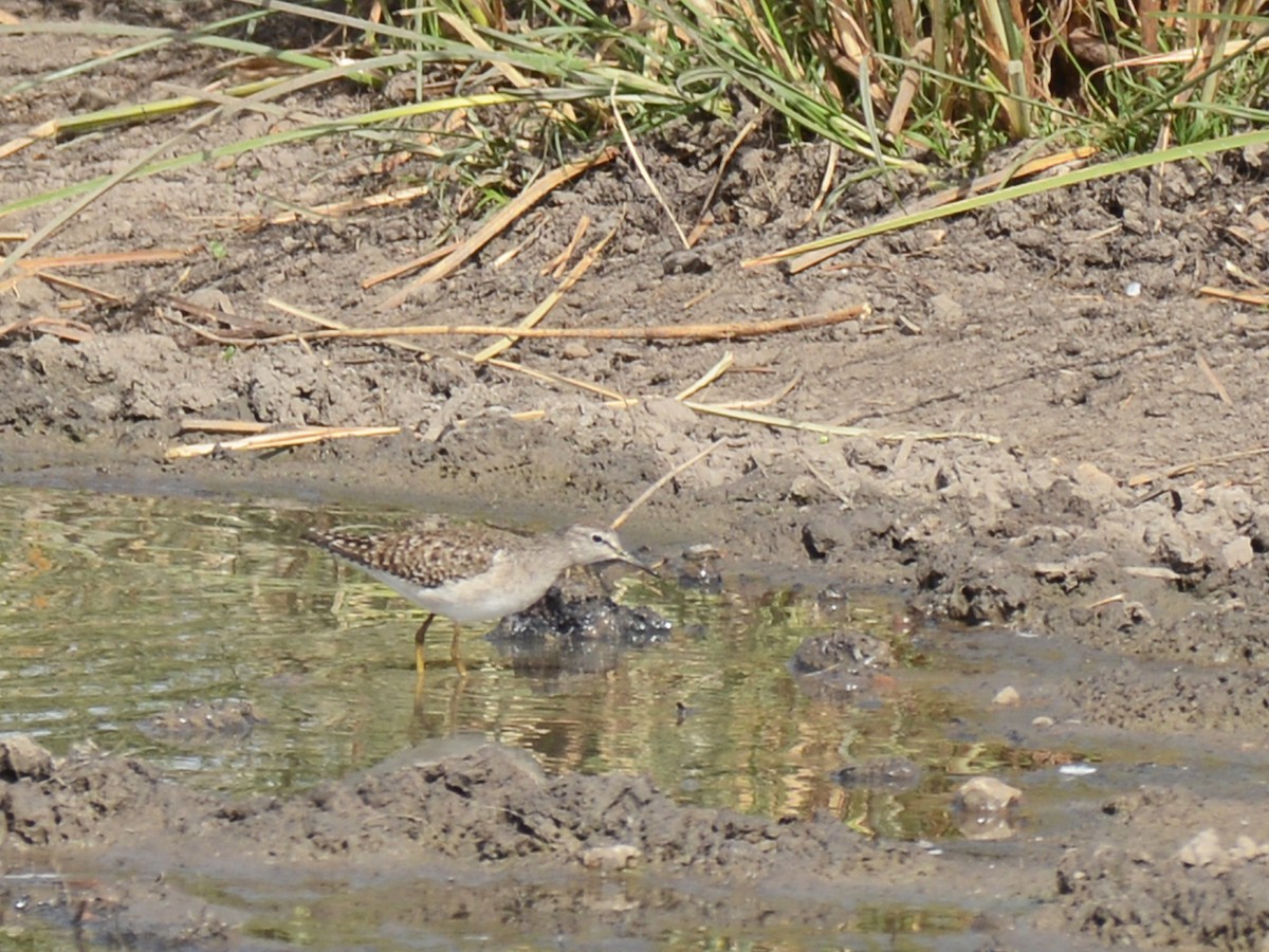 Wood Sandpiper - ML85929631