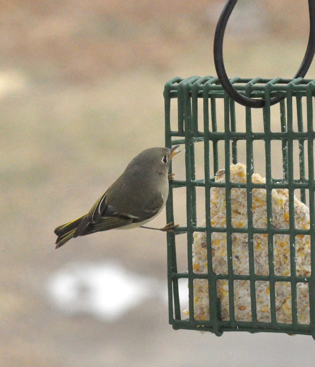 Ruby-crowned Kinglet - ML85929661