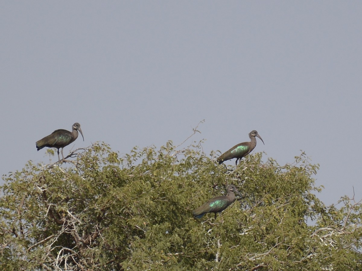 Hadada Ibis - ML85929691