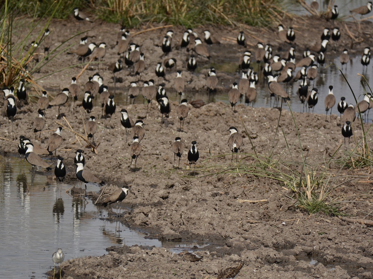 Spur-winged Lapwing - ML85929791