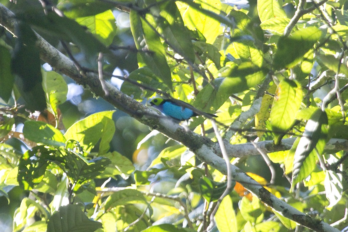 Paradise Tanager - Gordon Dimmig