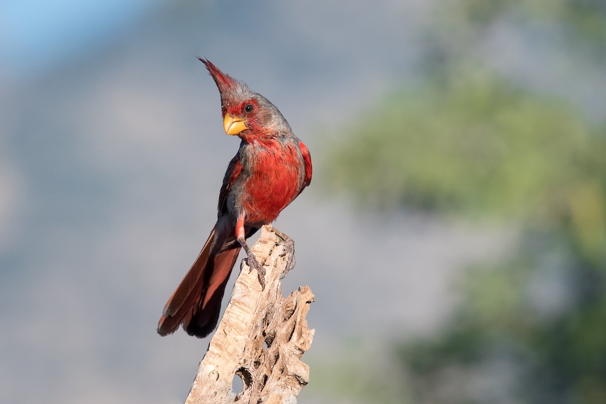 Pyrrhuloxia - ML85930031