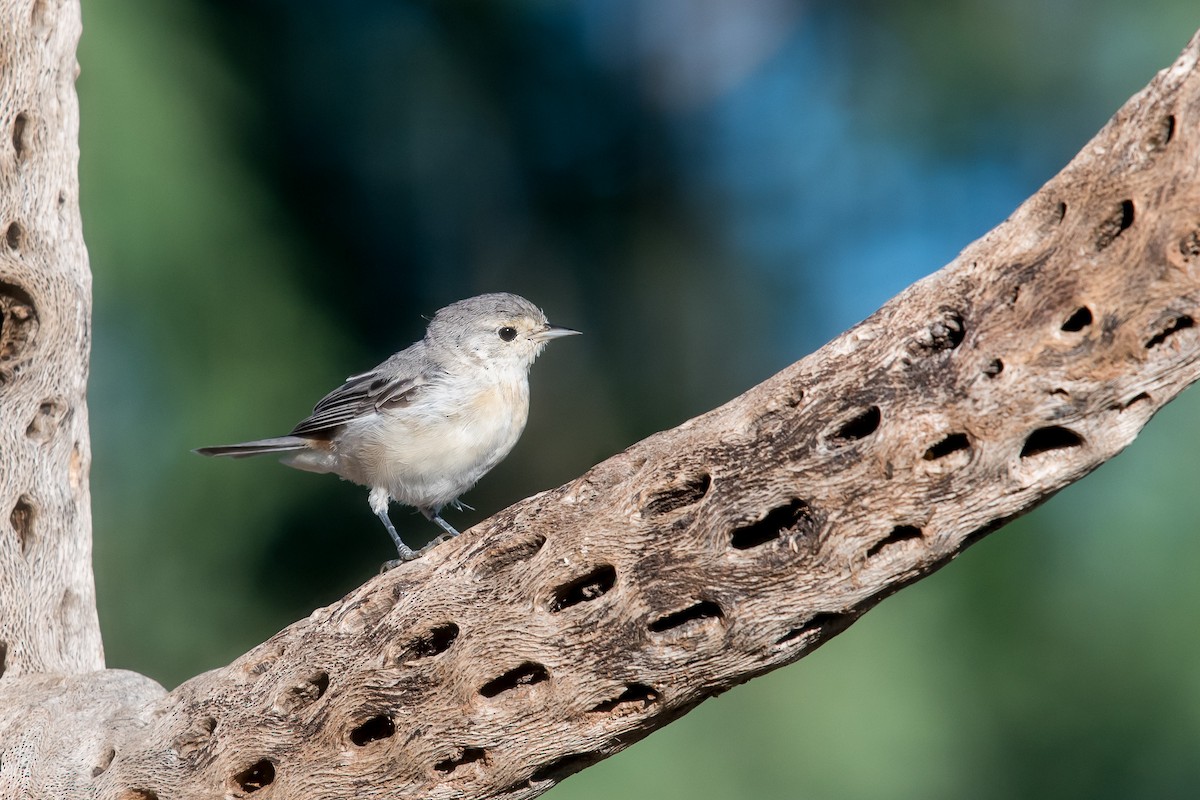 Lucy's Warbler - ML85930071