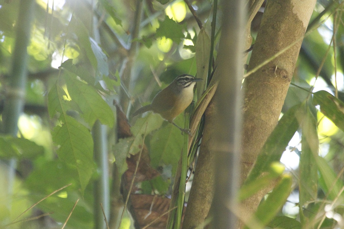 Moustached Wren - Gordon Dimmig