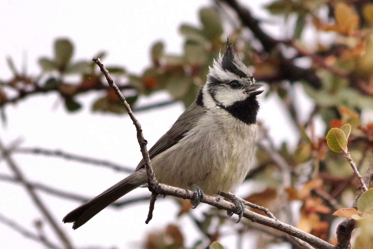 Bridled Titmouse - ML85930551