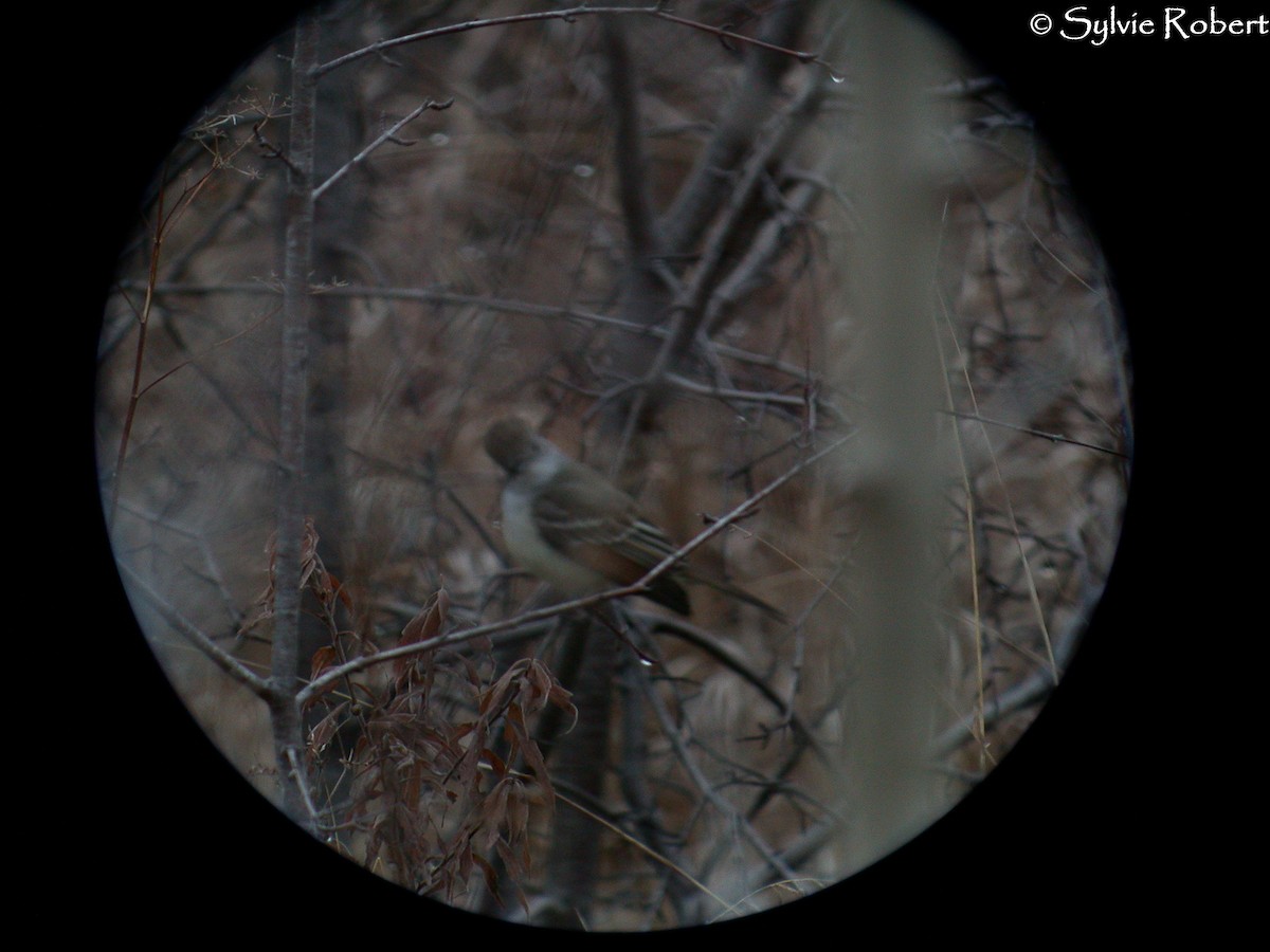 Ash-throated Flycatcher - ML85930841