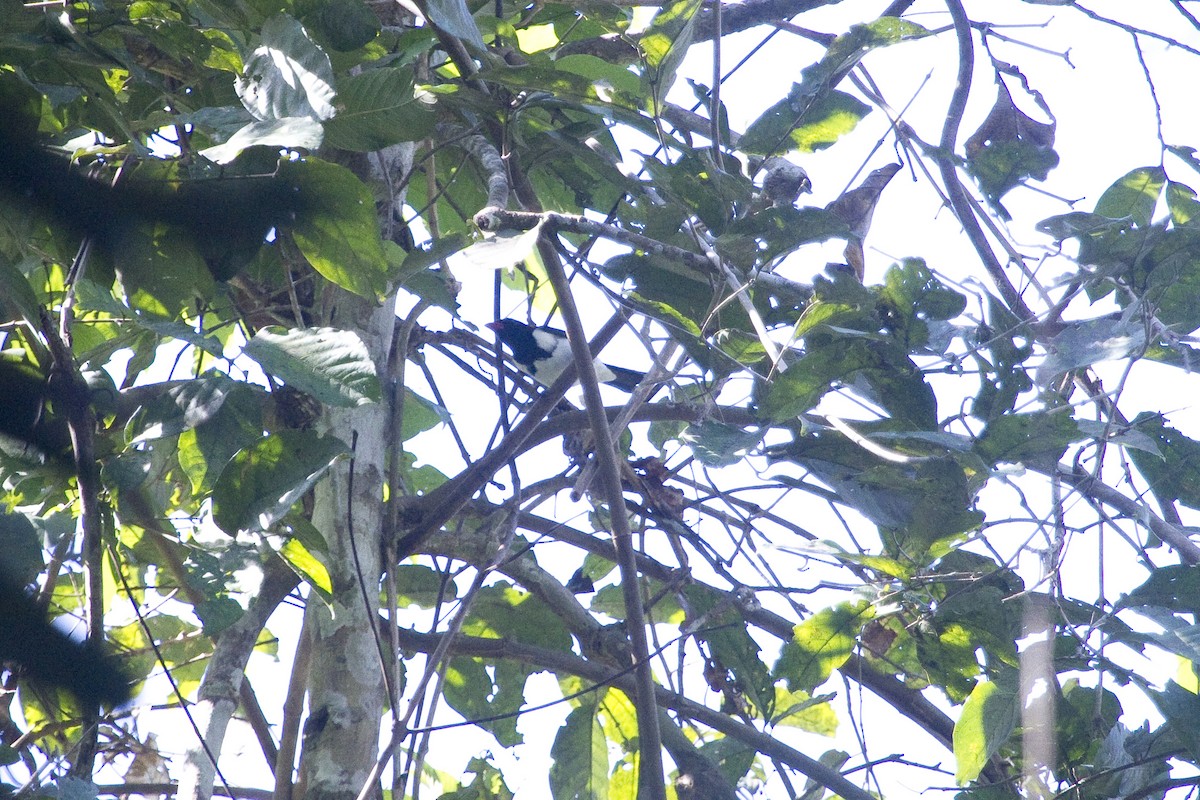 Red-billed Pied Tanager - Gordon Dimmig