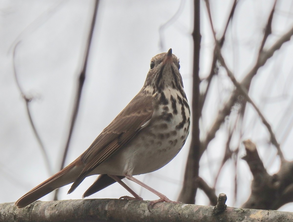 Hermit Thrush - ML85931701