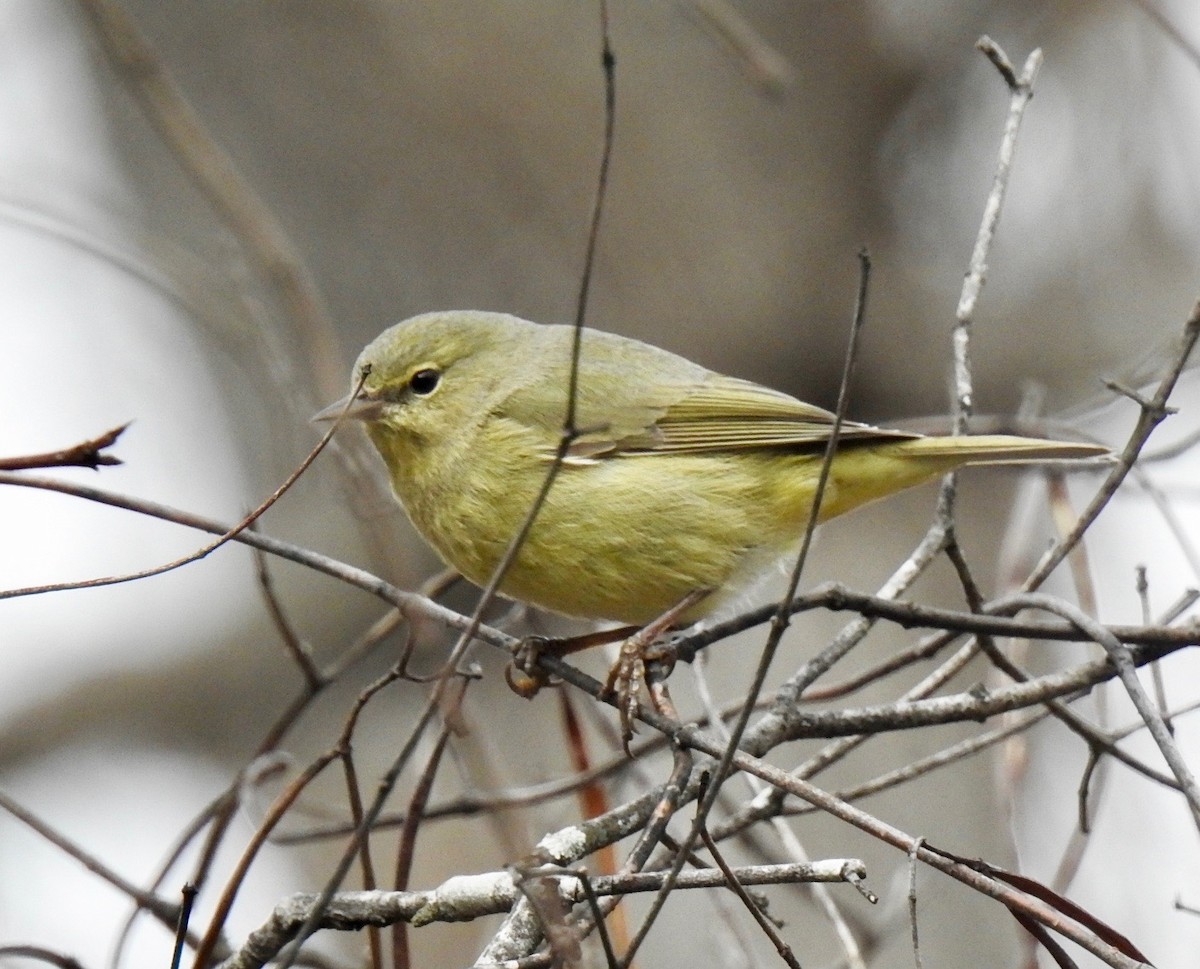 Orange-crowned Warbler - ML85931721