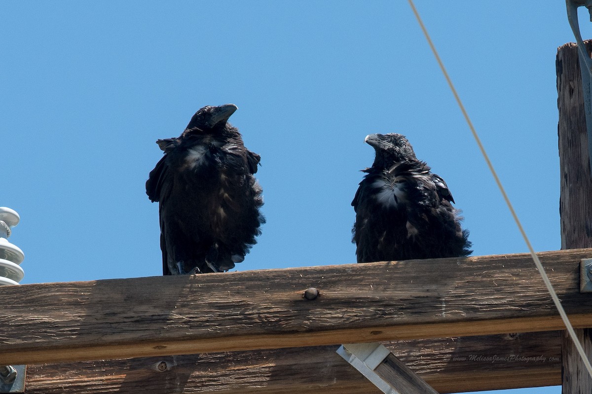 Chihuahuan Raven - Melissa James