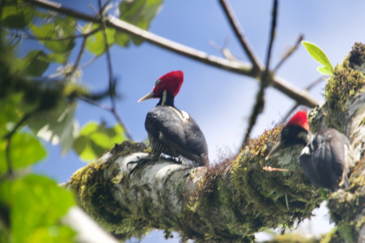 Pale-billed Woodpecker - Gil Ewing