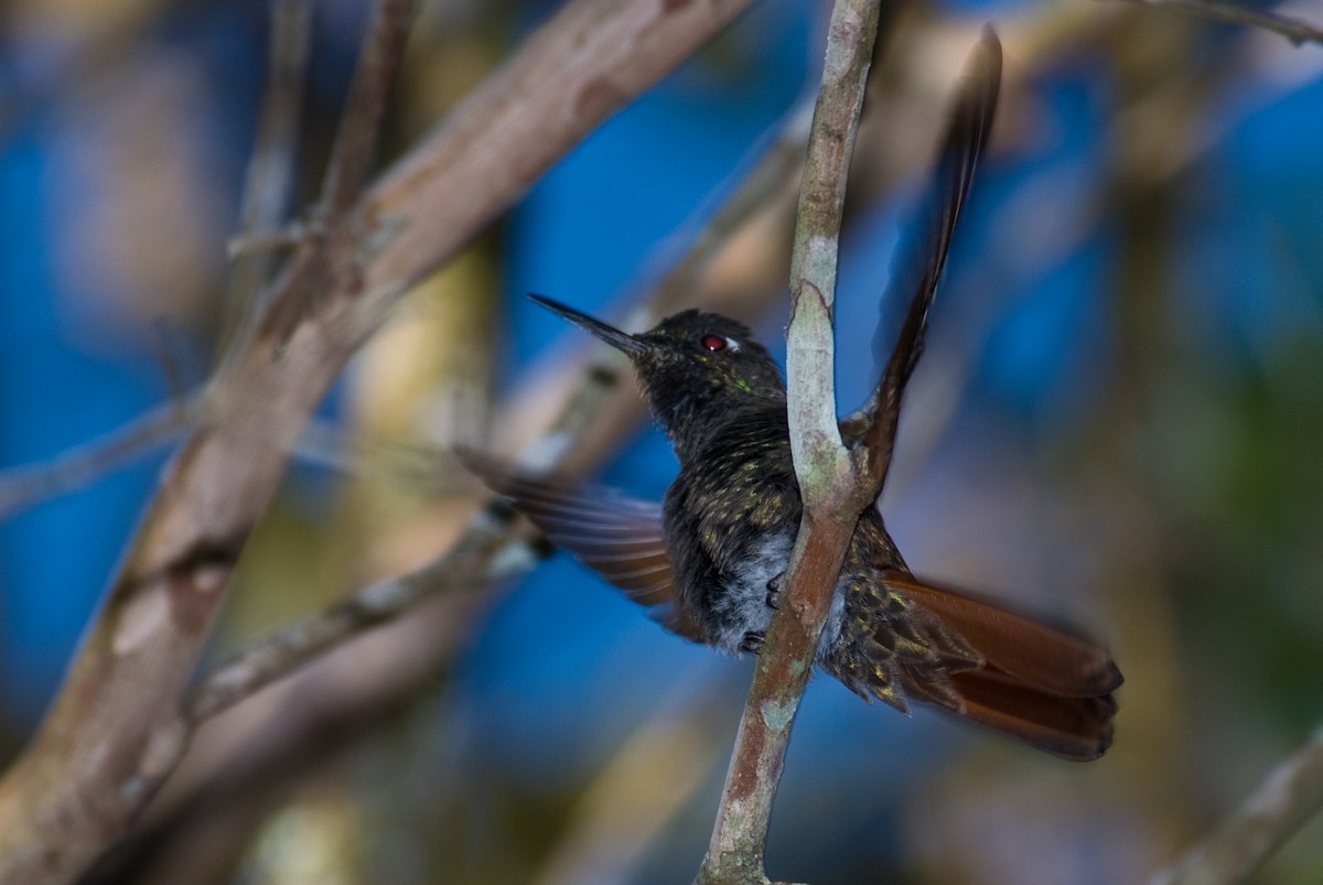 kolibřík brazilský - ML85933101